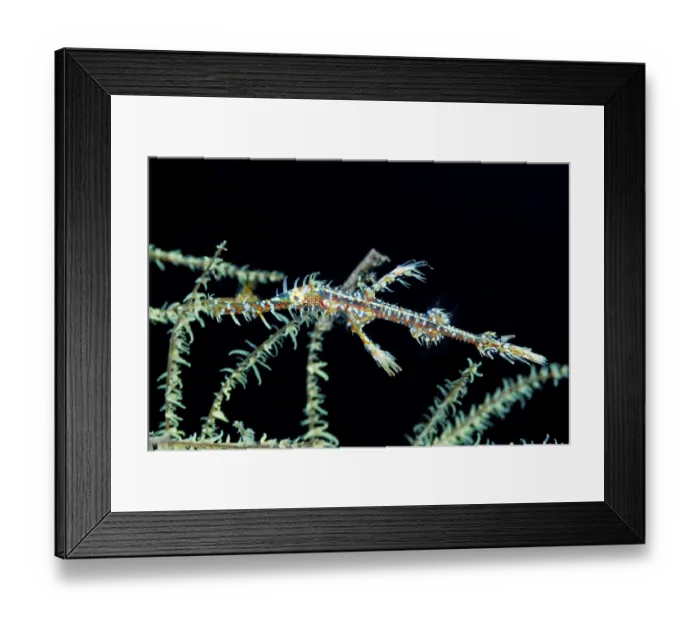 Framed Print : Harlequin ghost pipefish, Solenostomus paradoxus