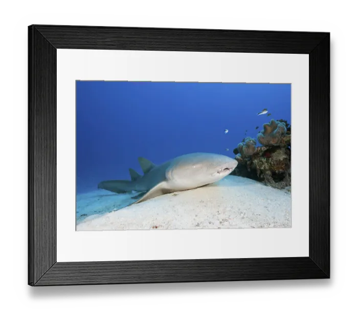 Framed Print : Nurse shark, Nebrius ferrugineus