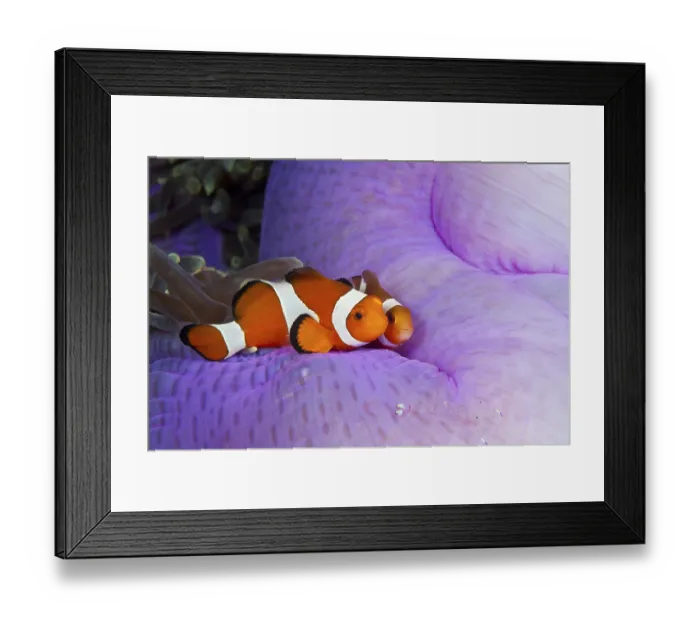 Framed Print : Orange skunk clownfish, Amphiprion ocellaris