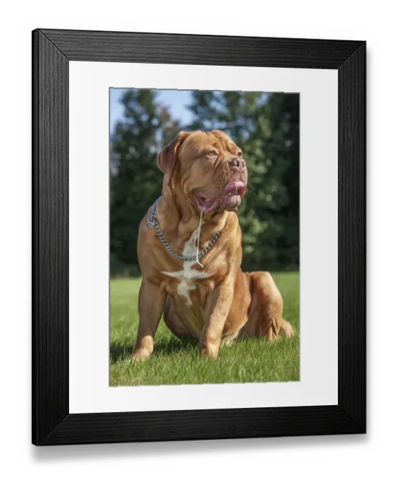 Framed Print : Dogue de Bordeaux, Bordeaux Mastiff or French Mastiff