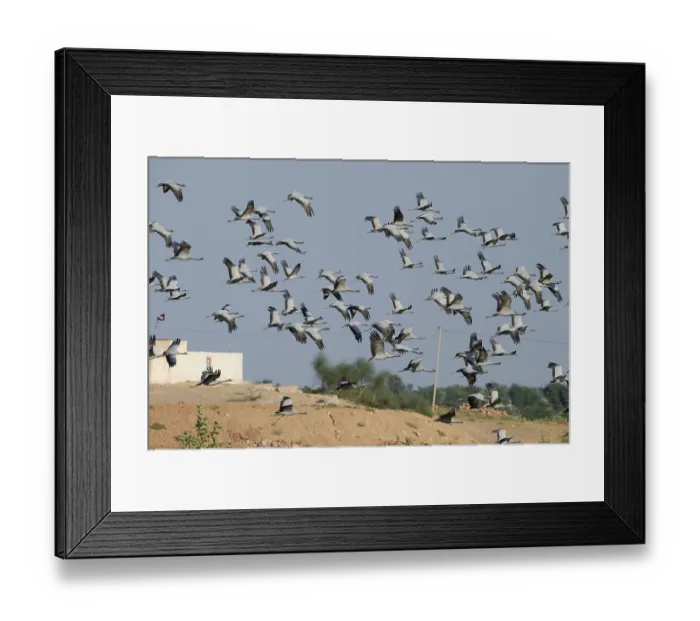 Framed Print : Demoiselle Cranes (Anthropoides virgo)