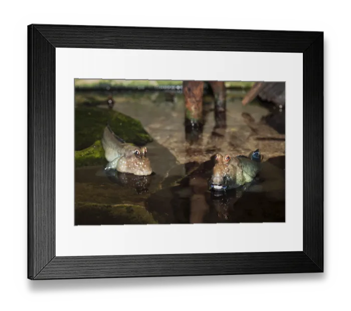 Framed Print : Mudskipper (Periophthalmus), Mozambique