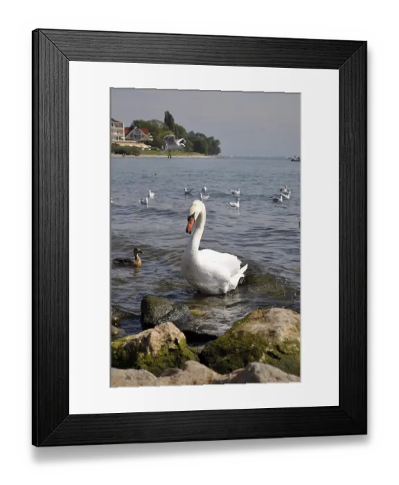 Framed Print : On Lake Constance, Langenargen, Swan with seagulls Framed Print : On Lake Constance, Langenargen, Swan with seagulls