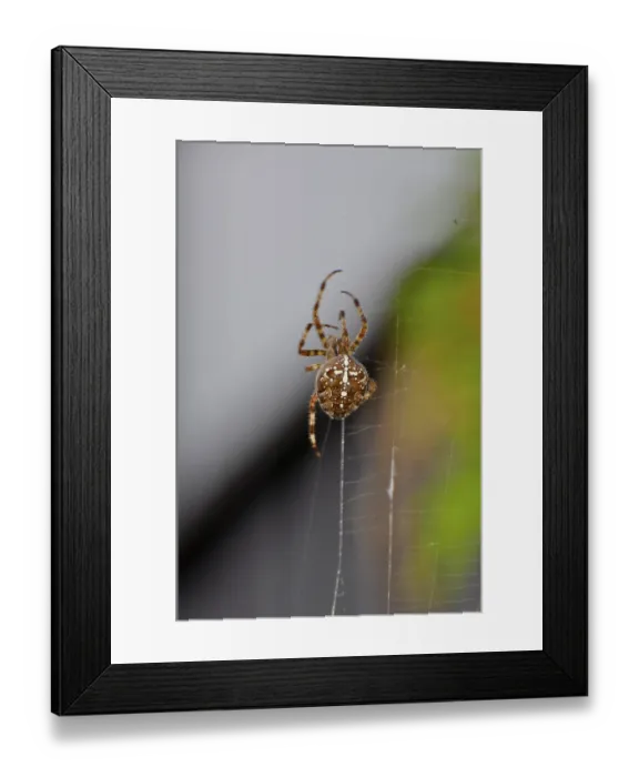 Framed Print : European garden spider (Araneus diadematus) in the web Framed Print : European garden spider (Araneus diadematus) in the web