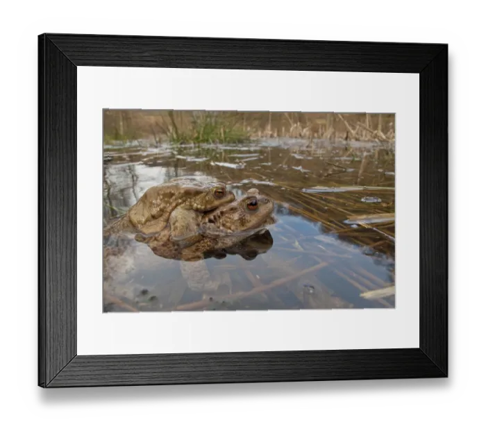 Framed Print : Common toad (Bufo bufo), Mating