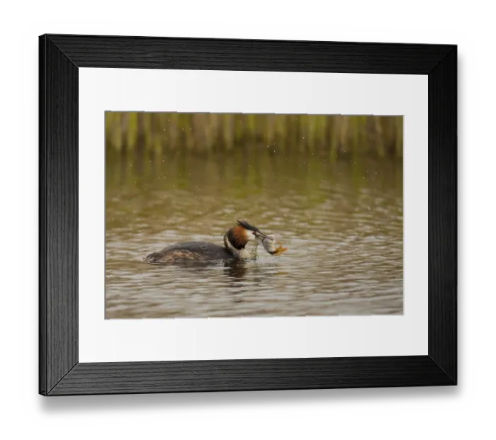 Framed Print : Great crested grebe (Podiceps cristatus)