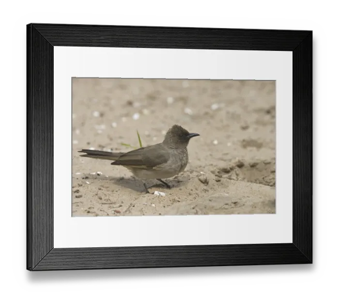 Framed Print : Common Bulbul (Pycnonotus barbatus) Framed Print : Common Bulbul (Pycnonotus barbatus)