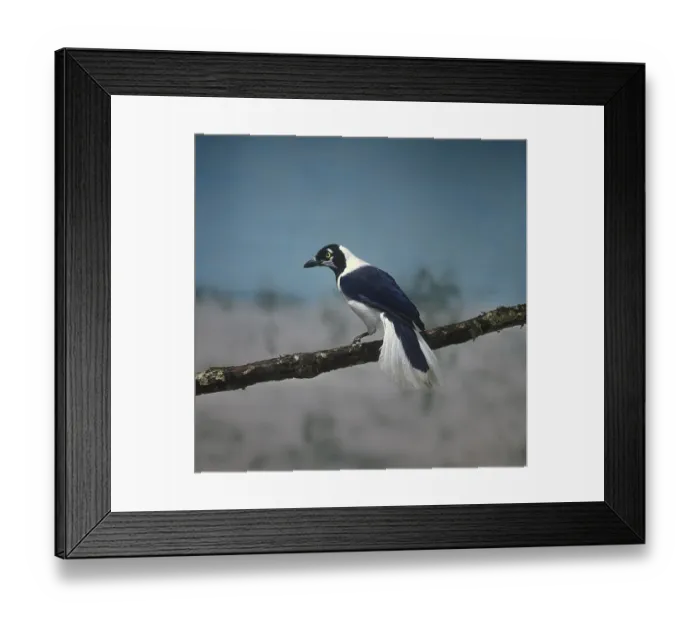 Framed Print : White-tailed Jay (Cyanocorax mystacalis)