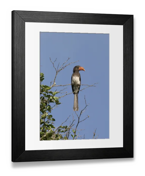 Framed Print : Crowned Hornbill (Tockus alboterminatus) Framed Print : Crowned Hornbill (Tockus alboterminatus)