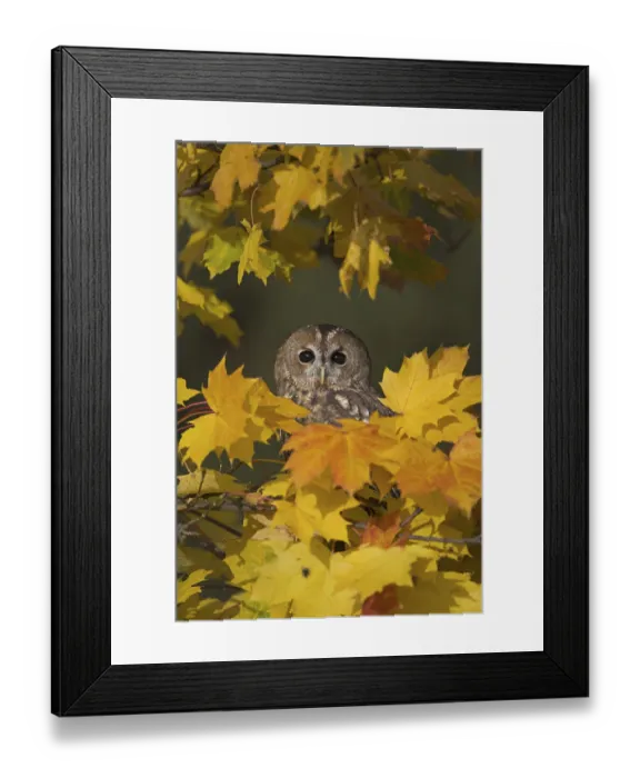 Framed Print : Tawny Owl (Strix aluco) adult, perched amongst autumn leaves