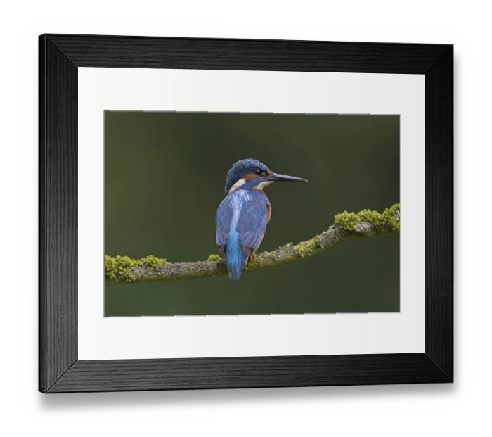 Framed Print : Common Kingfisher (Alcedo atthis) adult male
