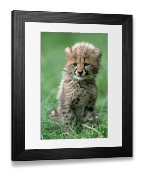 Framed Print : Cheetah (Acinonyx jubatus), cub, 3 months