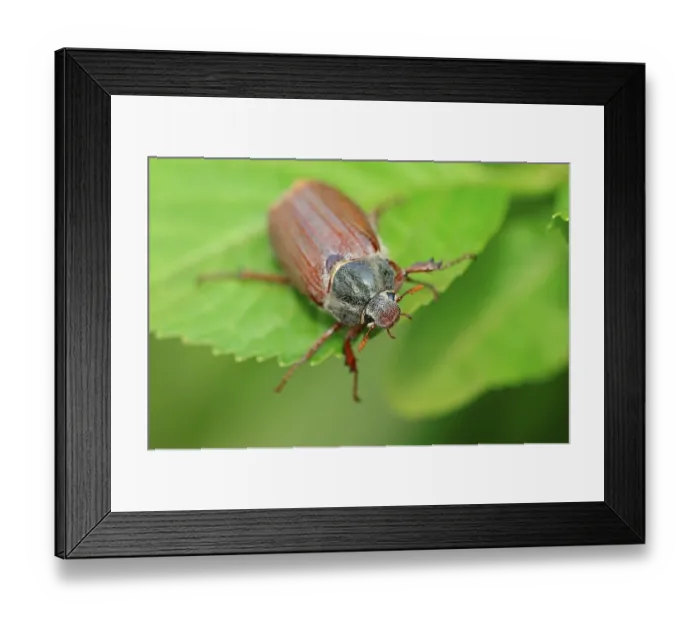Framed Print : Cockchafer (Melolontha melolontha)