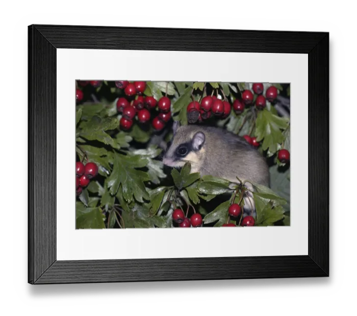 Framed Print : Forest Dormouse (Dryomys nitedula), Germany