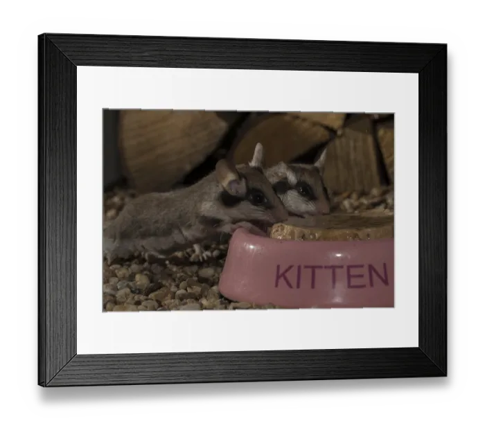 Framed Print : Garden dormouse (Eliomys quercinus)