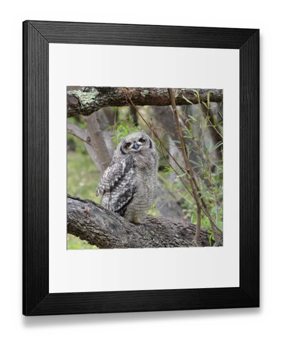 Framed Print : Spotted Eagle-Owl (Bubo africanus) Framed Print : Spotted Eagle-Owl (Bubo africanus)