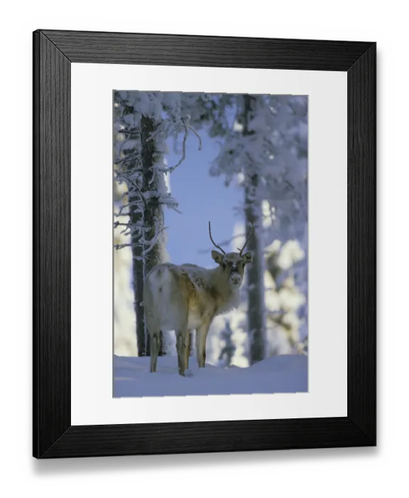 Framed Print : Reindeer, reindeer, caribou, caribou Framed Print : Reindeer, reindeer, caribou, caribou
