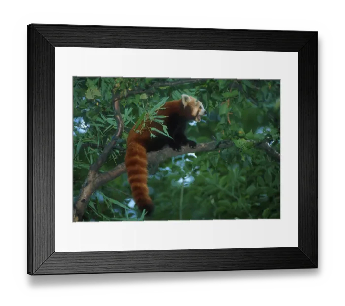 Framed Print : Red or Lesser Panda (Ailurus fulgens) Himalayas Framed Print : Red or Lesser Panda (Ailurus fulgens) Himalayas