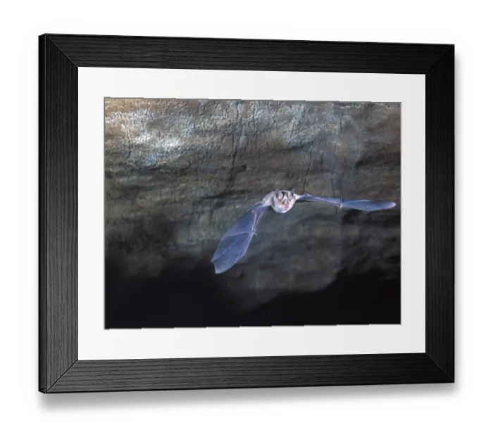Framed Print : Rhinolophus ferrum-equinum, Greater Horseshoe Bat