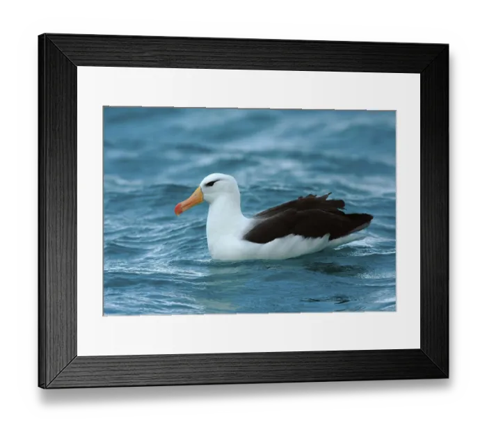 Framed Print : Adult black-browed albatross (Diomedea melanophoris)