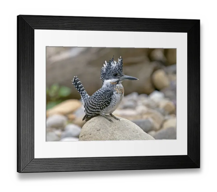 Framed Print : Crested kingfisher (Megaceryle lugubris)