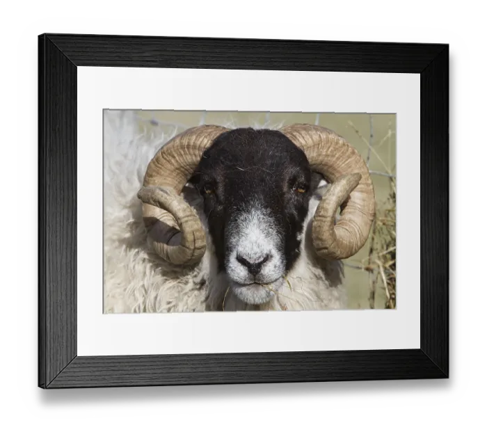 Framed Print : The Scottish Blackface is the most common breed of domestic sheep in the UK
