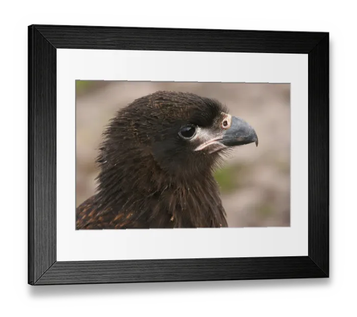 Framed Print : Falkland's Caracara, Falkland's Caracara