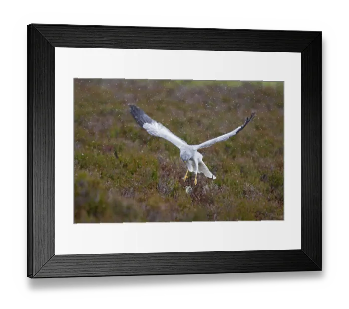 Framed Print : Hen harrier (Circus cyaneus) adult male