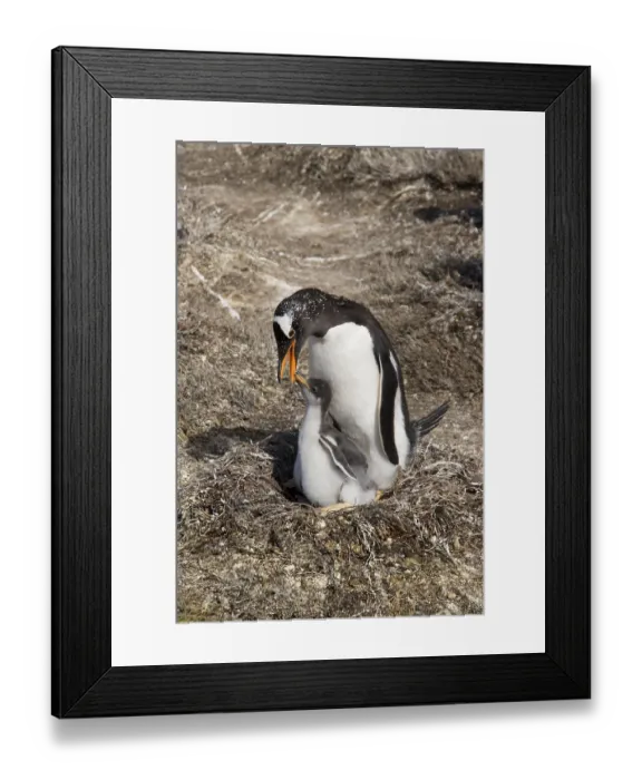 Framed Print : Gentoo penguin, Gentoo penguin