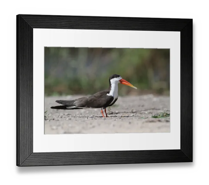 Framed Print : African skimmers (Rynchops flavirostris)