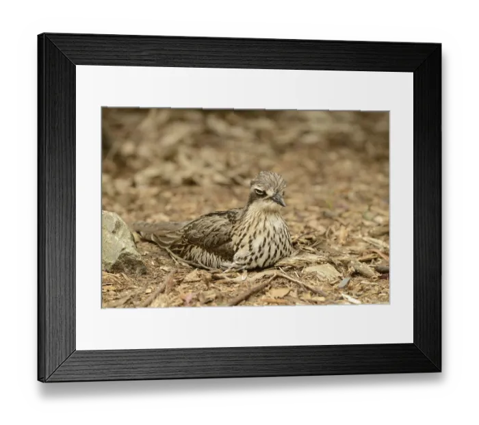 Framed Print : Bush Thick-knee (Burhinus grallarius) adult