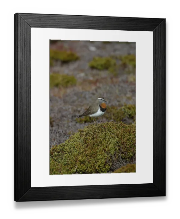 Framed Print : Plovers, Animals, Birds, Waders Framed Print : Plovers, Animals, Birds, Waders