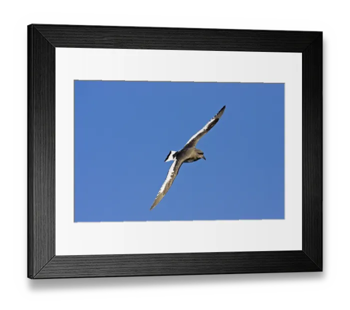 Framed Print : White-winged Petrel, Antarctic Petrel Framed Print : White-winged Petrel, Antarctic Petrel