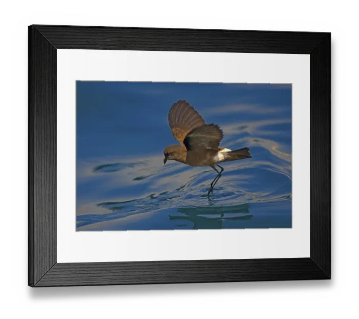Framed Print : Elliot's Storm Petrel, Elliot's Storm Petrel