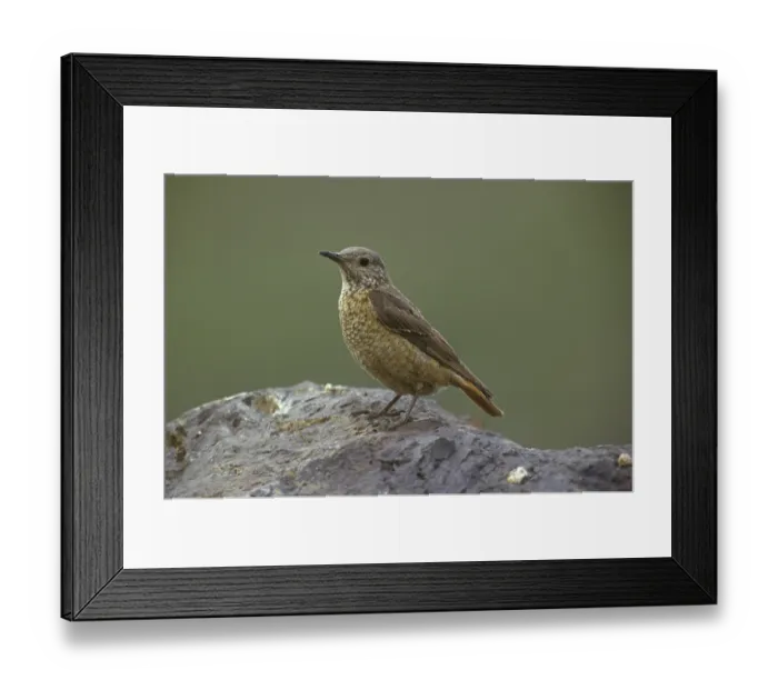 Framed Print : Common rock thrush (Monticola saxatilis)