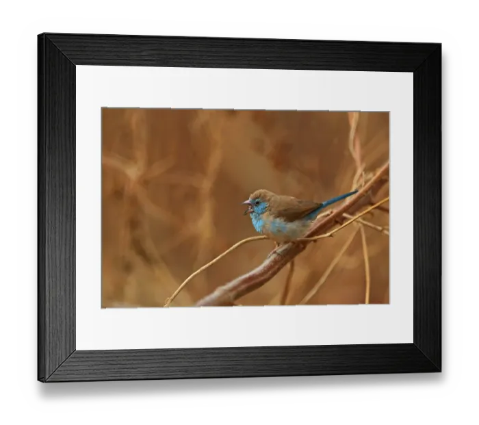 Framed Print : Red-cheeked Cordon-bleu (Uraeginthus bengalus) adult female Framed Print : Red-cheeked Cordon-bleu (Uraeginthus bengalus) adult female