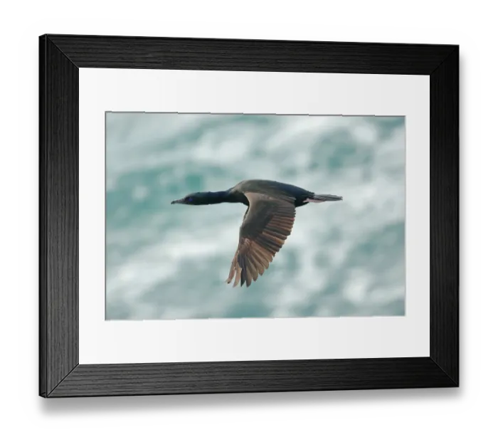 Framed Print : Stewart Island Shag (Phalacrocorax chalconatus) adult