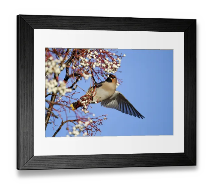 Framed Print : Bohemian Waxwing adult, feeding on rowan berries