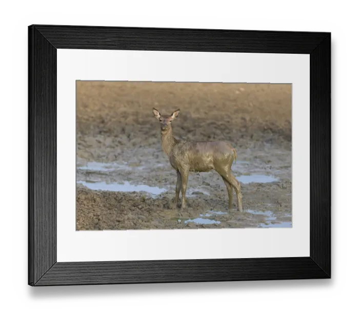 Framed Print : Red Deer (Cervus elaphus) calf