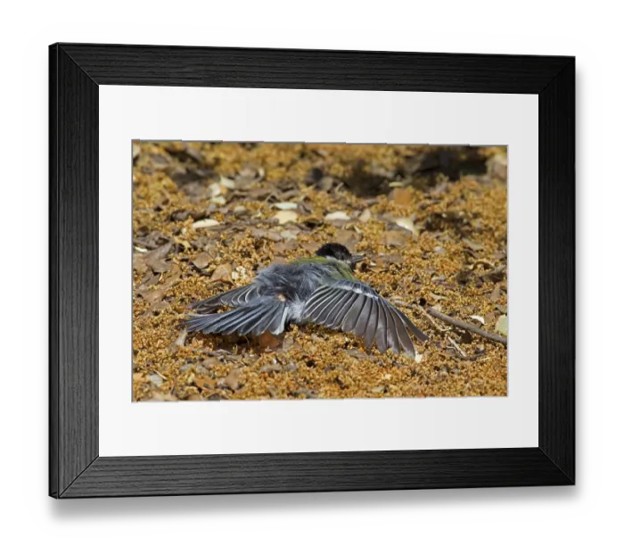 Framed Print : Great tit (Parus major) adult, sun on the ground