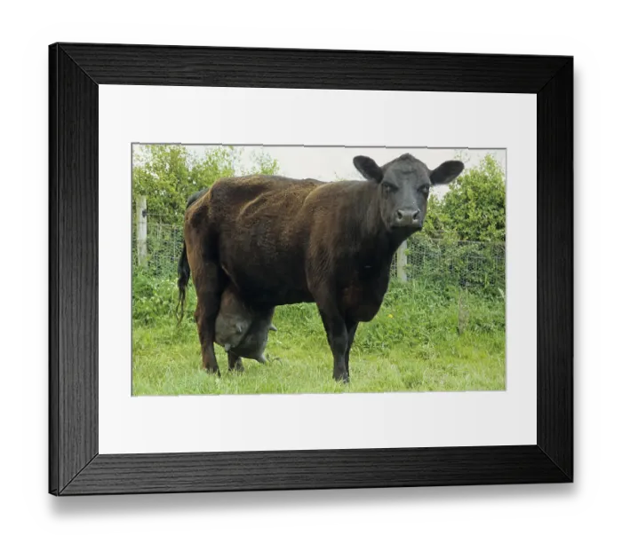 Framed Print : Domestic cattle, Aberdeen Angus