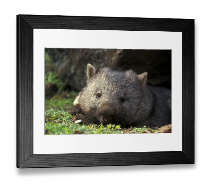 Framed Print : Naked-nosed wombat, Naked-nosed wombat