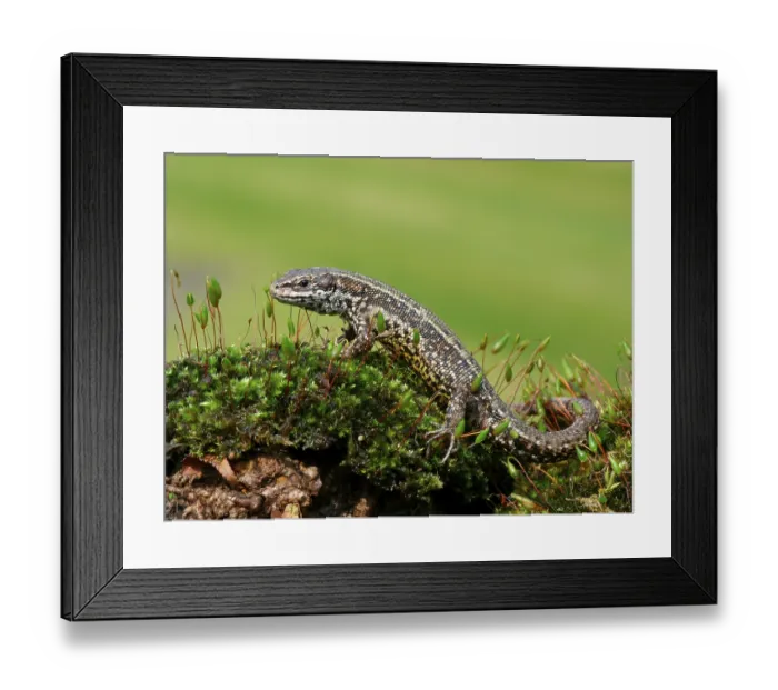 Framed Print : Viviparous lizard (Zootoca vivipara)