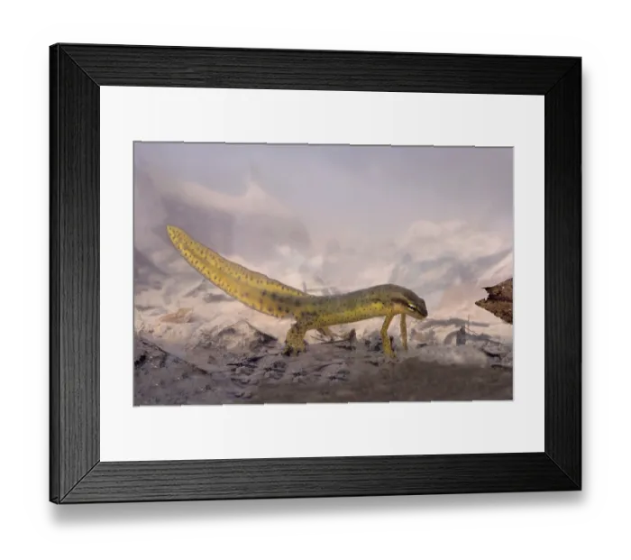 Framed Print : Red-spotted Newt (Notophthalmus viridescens viridescens) adult male Framed Print : Red-spotted Newt (Notophthalmus viridescens viridescens) adult male