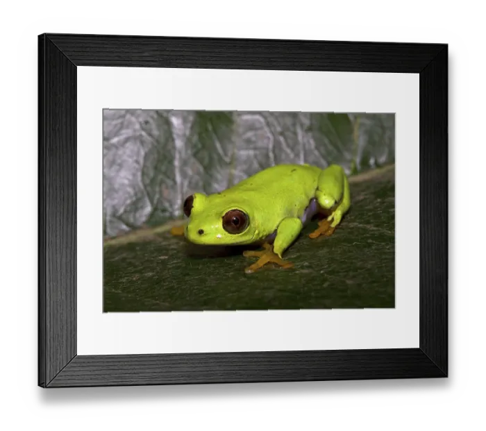 Framed Print : Reed Frog, Reed Frogs, Amphibians