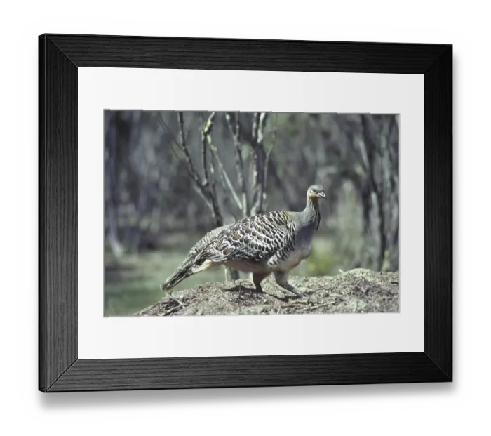 Framed Print : Malleefowl, thermometer chicken Framed Print : Malleefowl, thermometer chicken