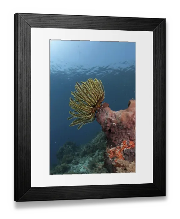 Framed Print : Feather star (Crinoidea spec.) on sponge in reef habitat Framed Print : Feather star (Crinoidea spec.) on sponge in reef habitat