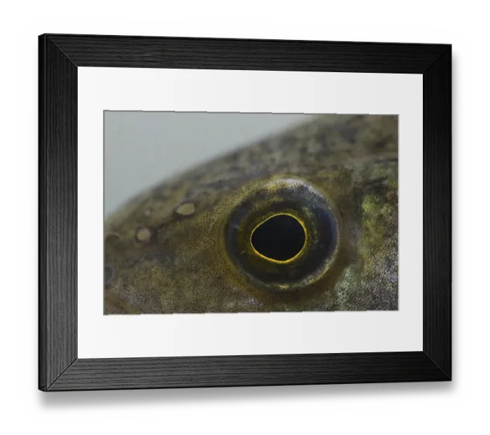 Framed Print : Perch, european perches (Perca fluviatilis) Framed Print : Perch, european perches (Perca fluviatilis)