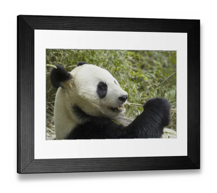 Framed Print : Giant panda (Ailuropoda melanoleuca) adult