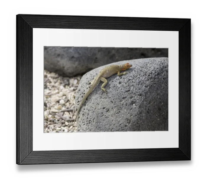 Framed Print : Tropidurus albemarlensis, Lava Lizard Framed Print : Tropidurus albemarlensis, Lava Lizard